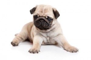 Pug on white background