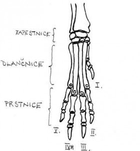 skelet003